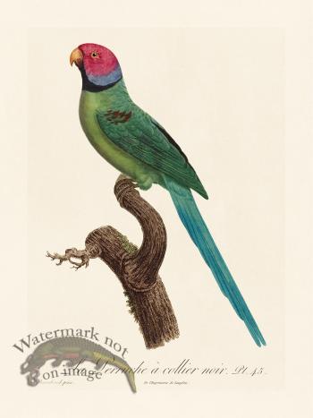Barraband Parrot 045